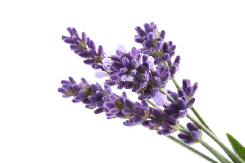 Fresco di lavanda fiori isolati su bianco.