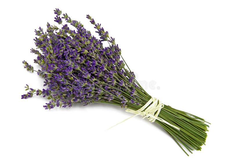 Fresh lavender stock photo. Image of nature, closeup - 33786536