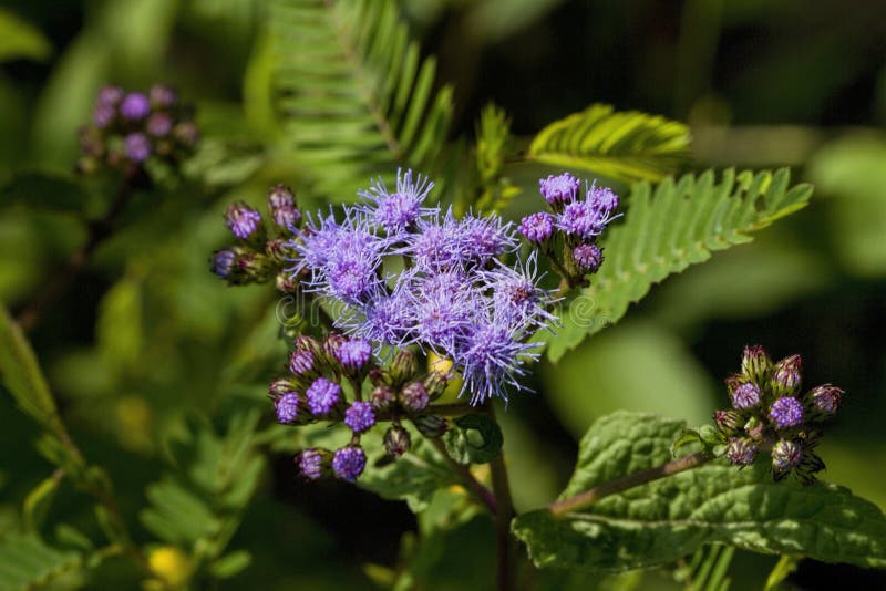 Lavender Ageratum Wildflowers - Conoclinium coelestinum