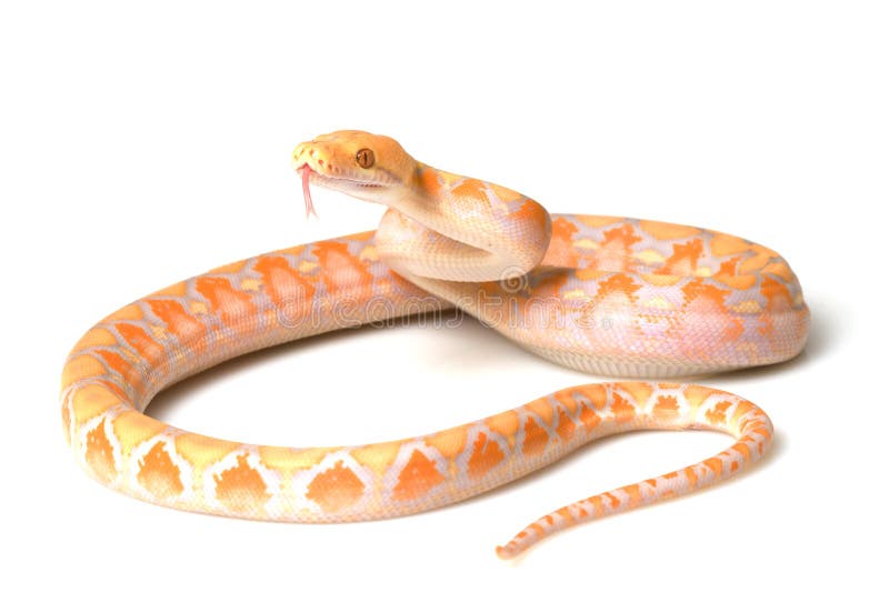 Lavender Albino Reticulated Python