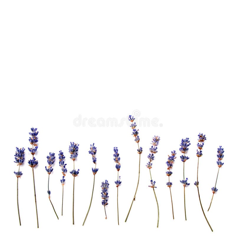 lavender background