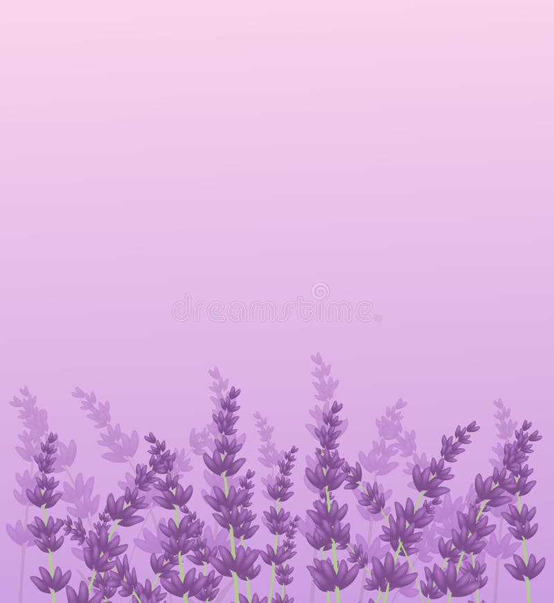 Lavender Background Illustration Stock Illustration - Illustration of  background, light: 72429397