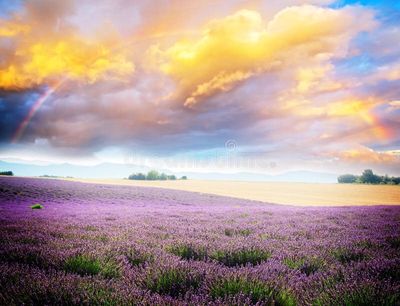 Lavender blooming field