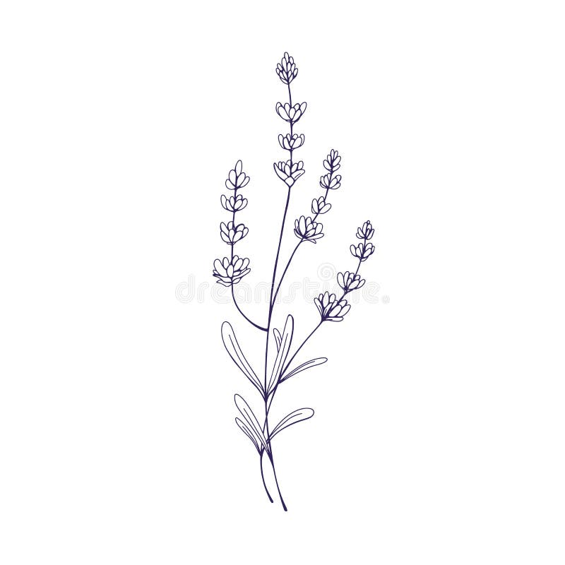 Lavender Branch, Etched Botanical Drawing. Lavanda Flowers. Outlined ...