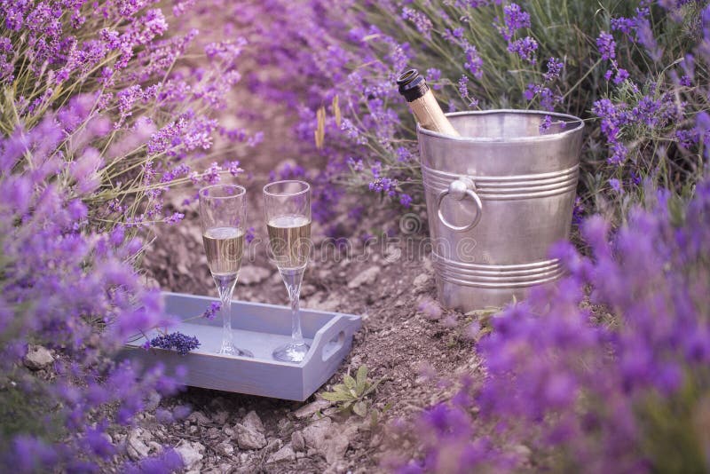 Lavender bushes with gravel ground. Beautiful champagne bucket and table at lavender field closeup. Lavender flower