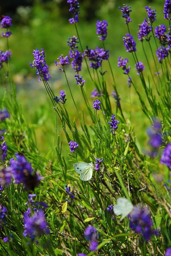 Lavender with butterflies stock photo. Image of balance 20605244