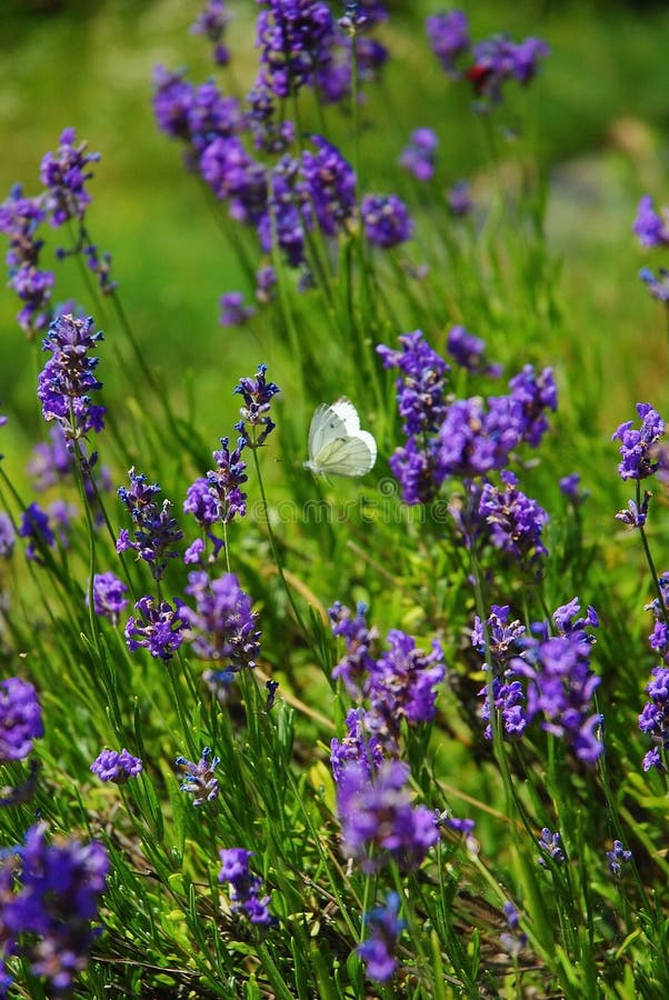 Lavender with butterfly stock photo. Image of green, color - 20605218