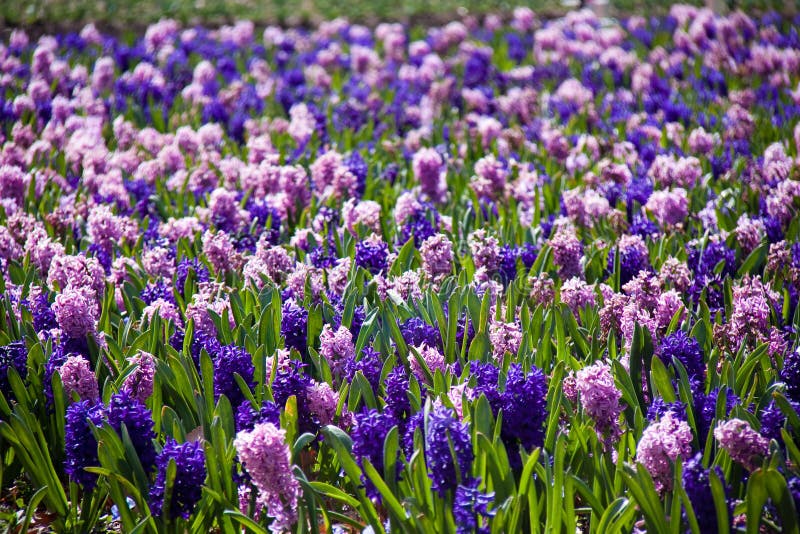 Lavender colored flowers on field