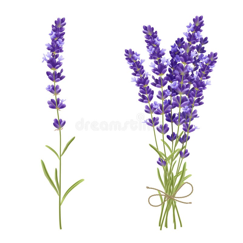 Lavender Cut Flowers Realistic Image