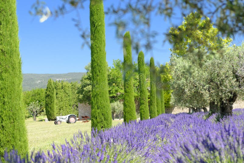 Lavender and cypress trees