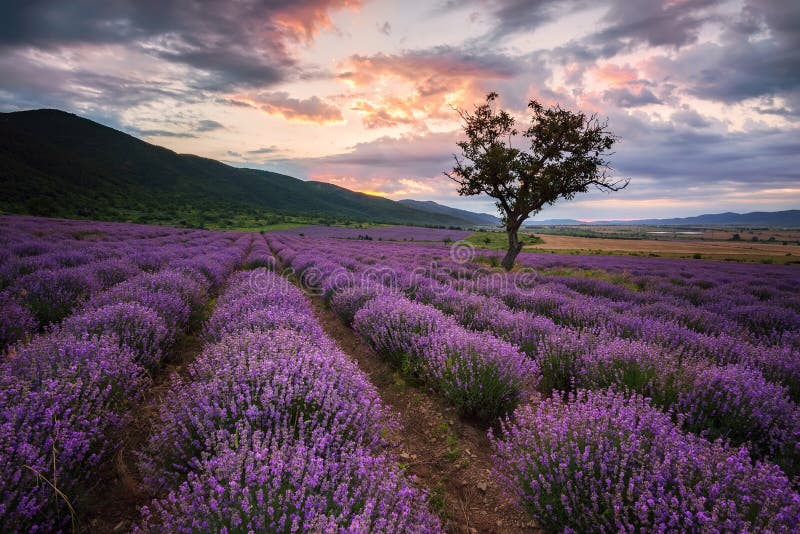 Lavender dawn stock image. Image of dramatic, landscaped - 69147089