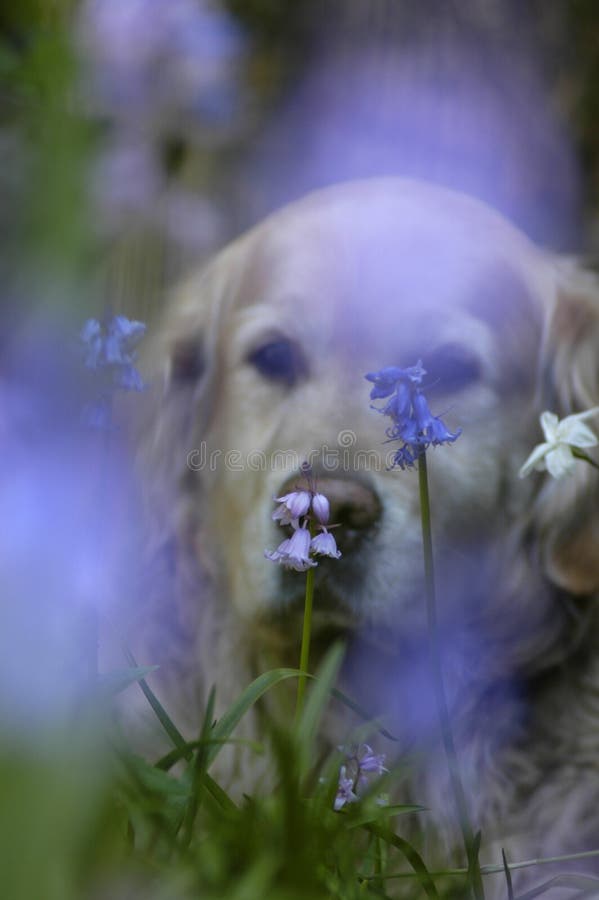 Lavender dog stock photo. Image of lavender, golden, dreamy 2322740