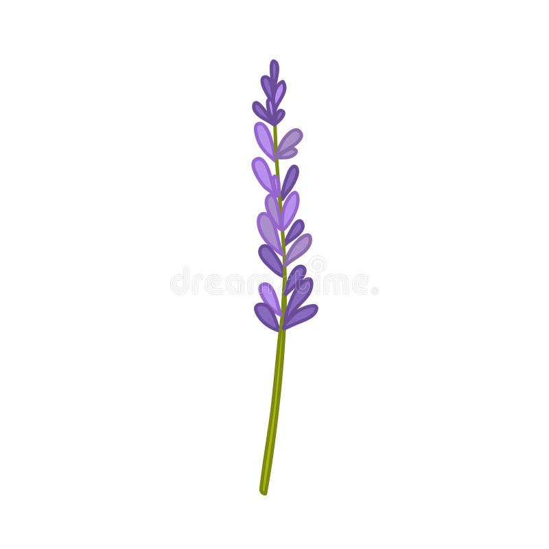 Lavender Doodle Icon, Vector Illustration Stock Illustration ...