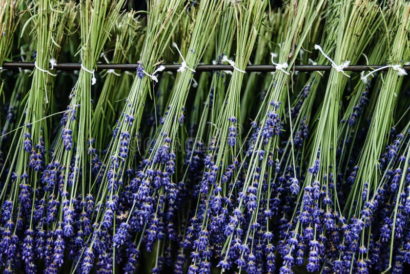 Lavender Drying Process Stock Photos Free & RoyaltyFree Stock Photos