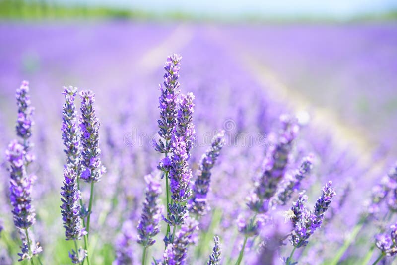 Lavender, English Lavender, Flower, Purple Picture. Image 89916655