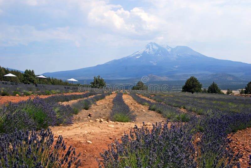 Lavender Farm