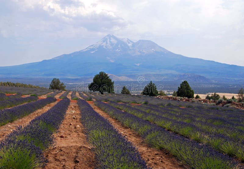 Lavender Farm