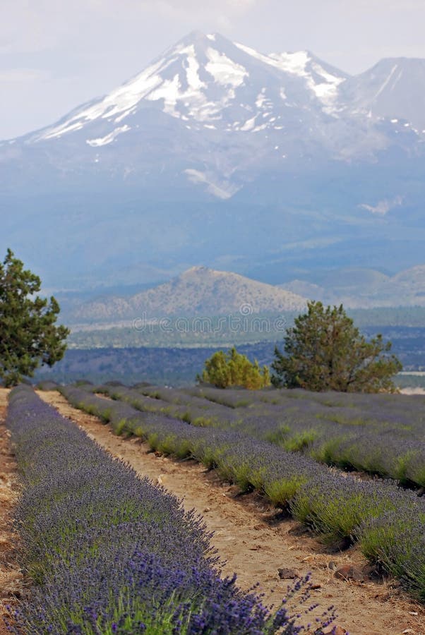 Lavender Farm