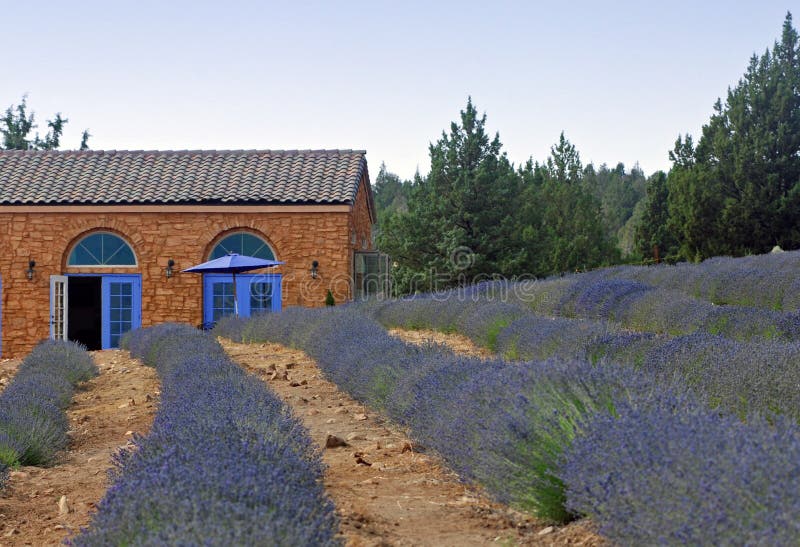 Lavender Farm