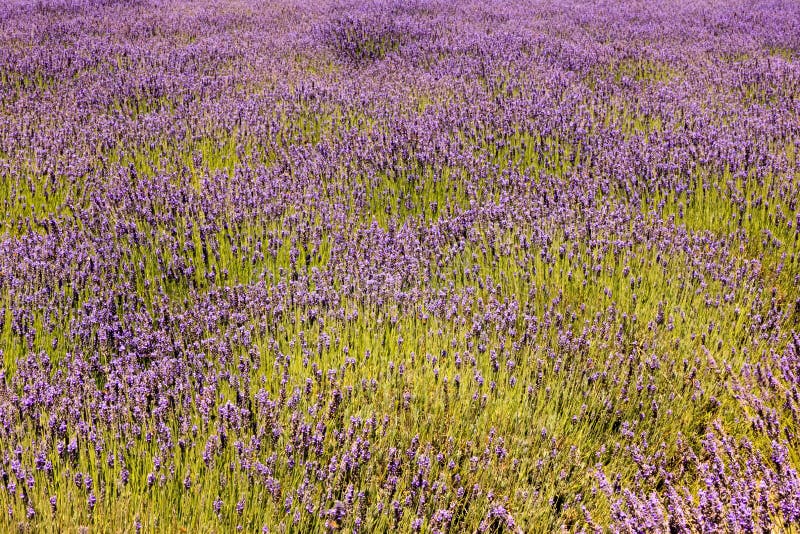 Lavender Plants, San Diego County, California Stock Photo Image of
