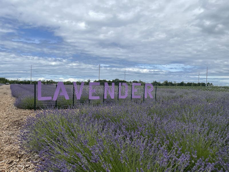 Lavender Farm in Full Bloom Stock Photo Image of landscape, bloom