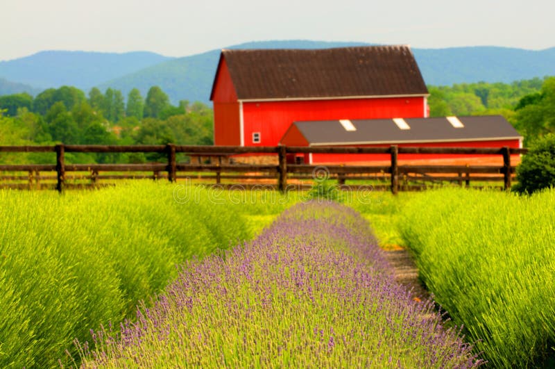 Lavender Farm and red barn