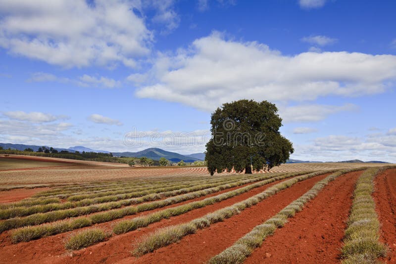 Lavender Farm Right Tree