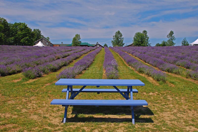 Alineado lavanda en medio verano sobre el soleado en norte.