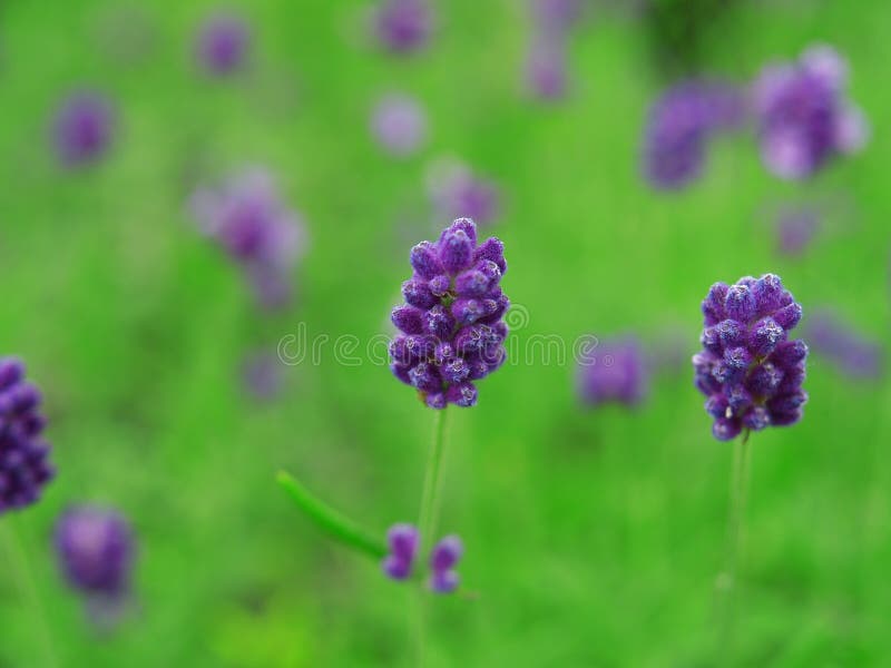 Lavender in farmland