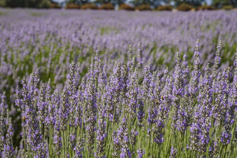 Lavender Festival at 123 Farm Stock Image - Image of landscape, states ...