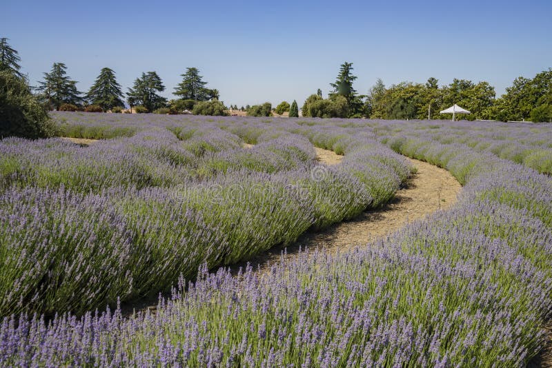 Lavender Festival at 123 Farm Stock Image Image of california
