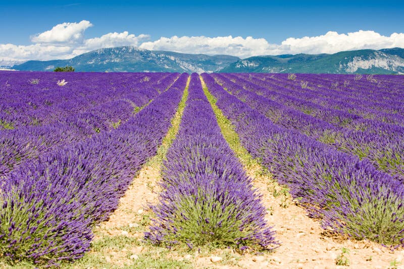 Lavender field