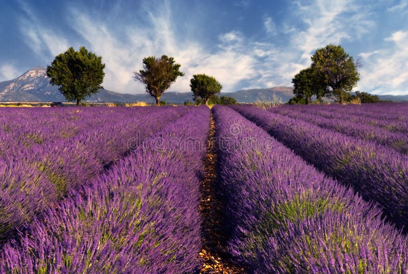 L'immagine mostra un campo di lavanda in Provenza, nel sud della Francia, fotografato in un ventoso pomeriggio.