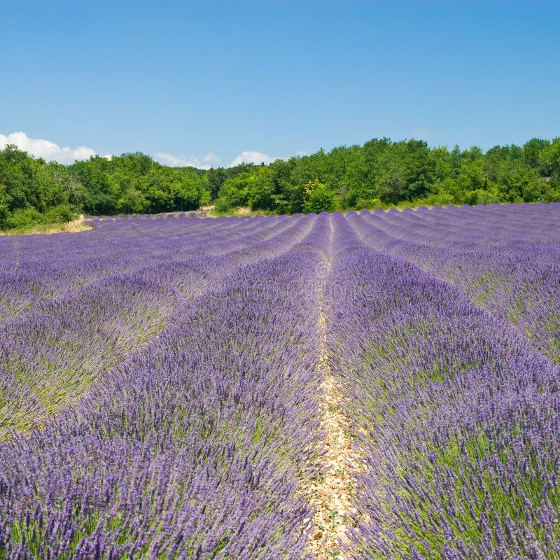 Lavender landscape stock image. Image of harvest, countryside 5851767