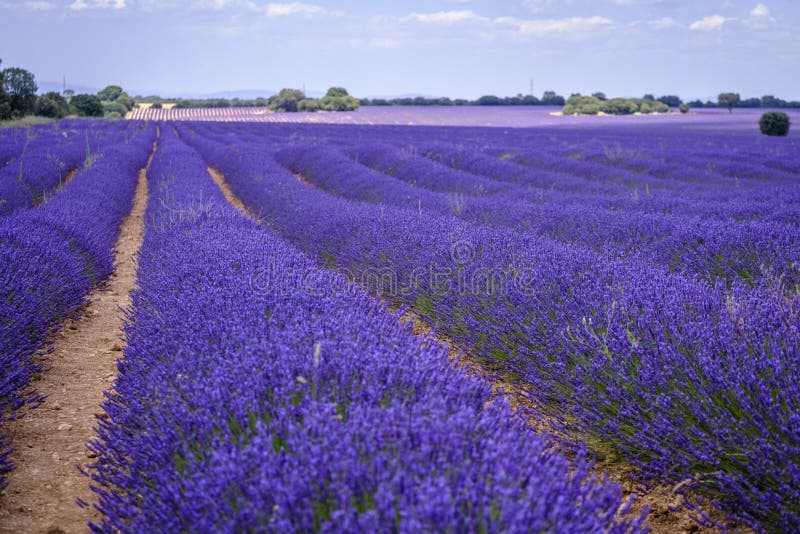 Lavender Field in Bloom in Spain Stock Photo Image of herbal, nature