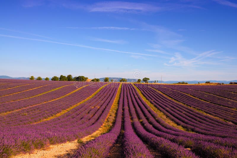 Lavendel-Feld mit hell lila Blumen auf dem plateau von Valensole, Provence, im Süden von Frankreich.