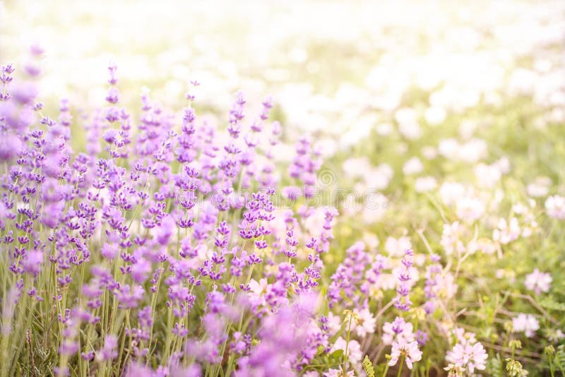 Lavender field closeup. Aromatic lavender flowers over sunset sky. Beautiful dried field flowers stock images, royalty-free photos and pictures