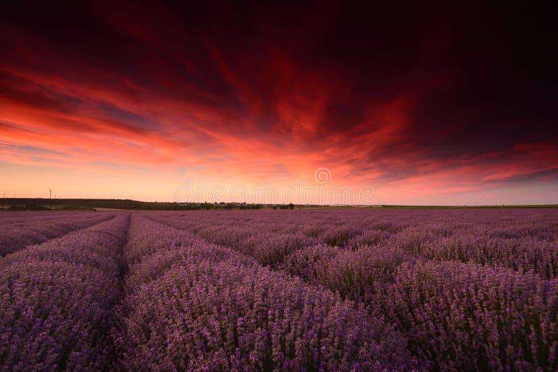 Lavender field flowers at sunset in summer time