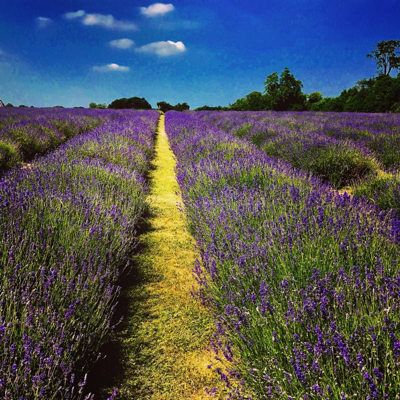 Lavender field in summer stock image. Image of picturesque 166327923