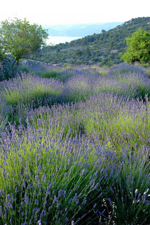 Lavender field