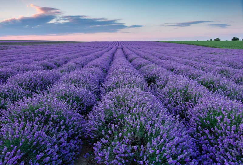 Lavender field at sunset stock photo. Image of flower - 40631568