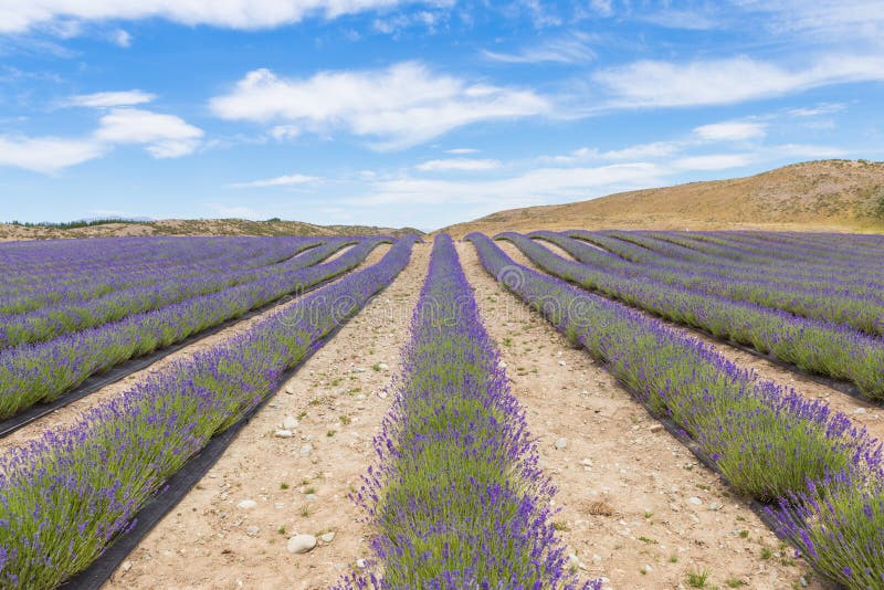 Lavender Field in Mackenzie District, the South Island of New Zealand ...