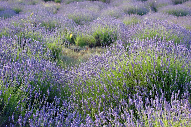 Lavender field on a Mediterranean wind