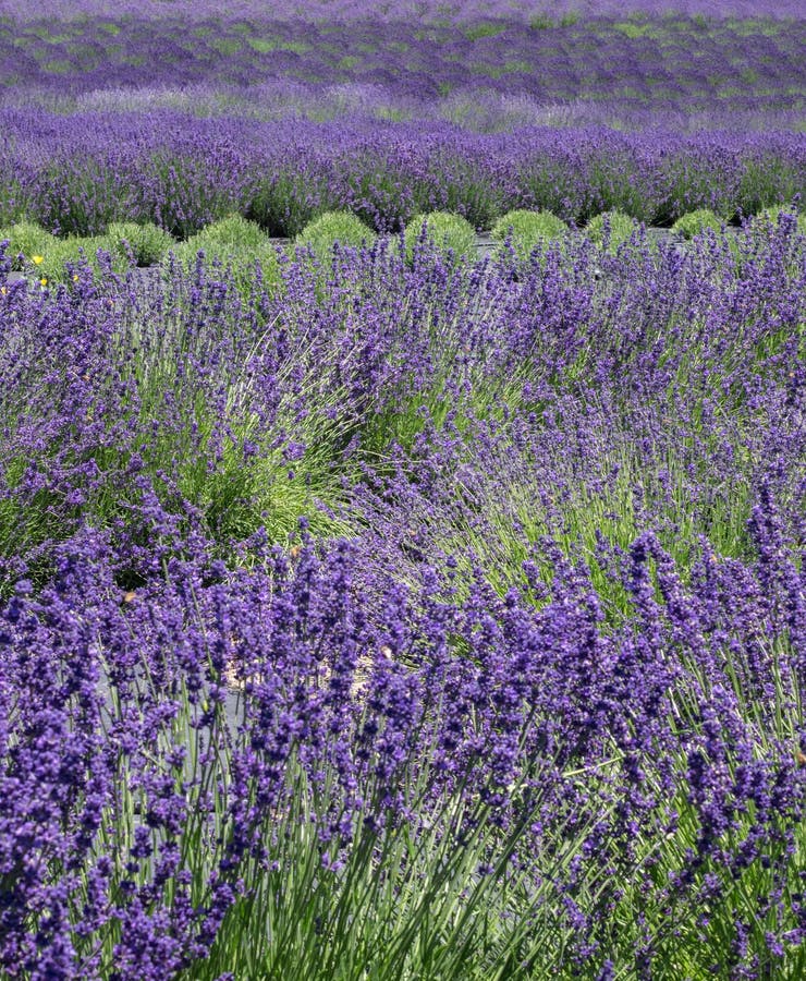 Lavender Field stock photo. Image of applegate, lavender - 78085744