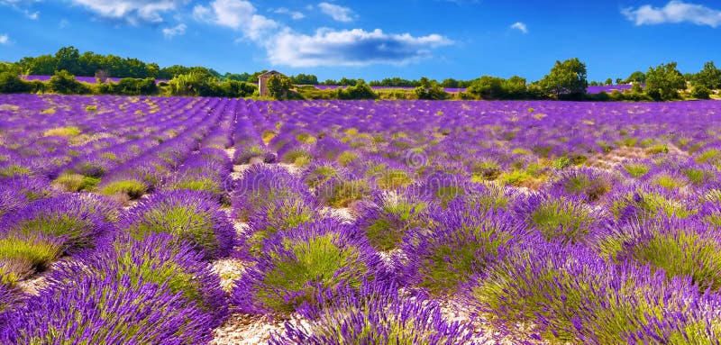 La vista di un campo di lavanda in Provance, una regione della Francia prima della vendemmia.