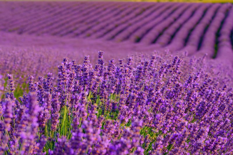 Lavender Field Rows in Summer on Sunset Stock Image Image of herbal