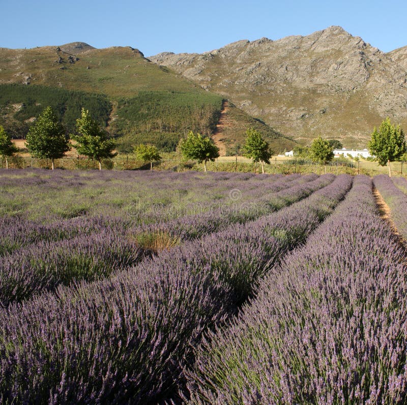 Lavender field in South Africa