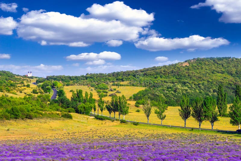 Lavender field in the summer