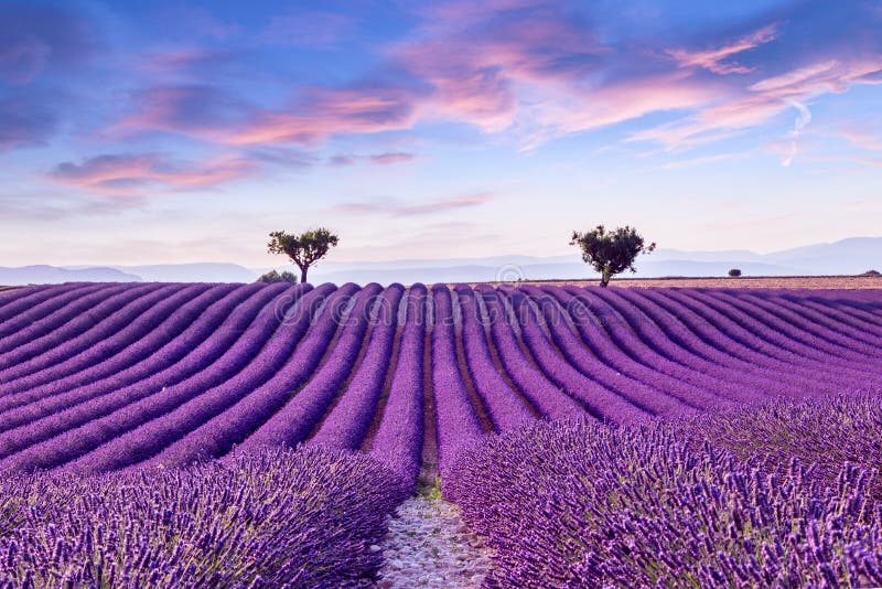 Lavender field summer sunset landscape