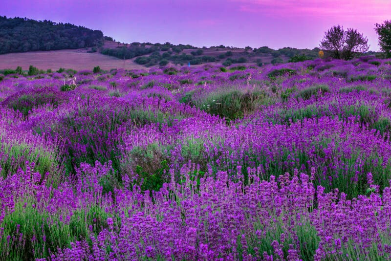 Lavender field in summer